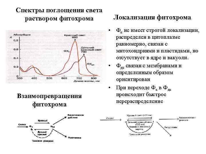 Спектры поглощения света раствором фитохрома Взаимопревращения фитохрома Локализация фитохрома • Фк не имеет строгой