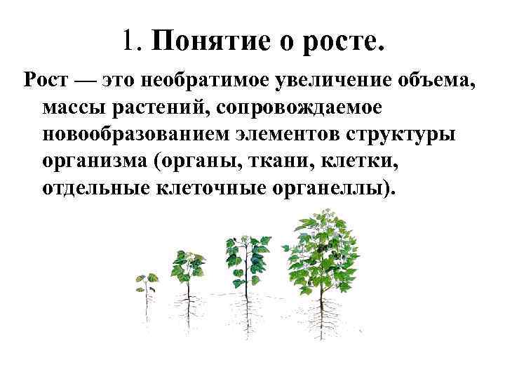 1. Понятие о росте. Рост — это необратимое увеличение объема, массы растений, сопровождаемое новообразованием