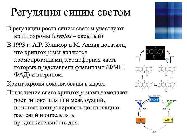 Регуляция синим светом В регуляции роста синим светом участвуют криптохромы (ctyptos – скрытый) В