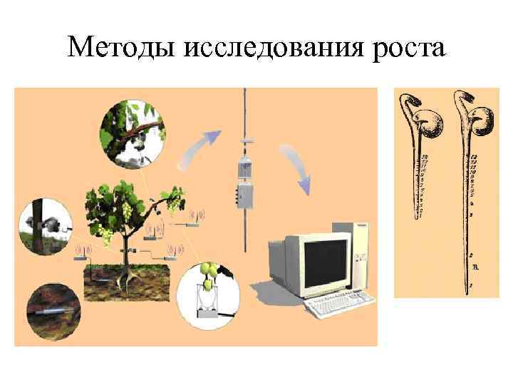 Методы исследования роста 