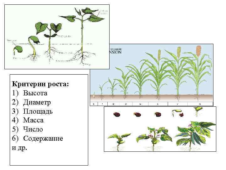 Критерии роста: 1) Высота 2) Диаметр 3) Площадь 4) Масса 5) Число 6) Содержание