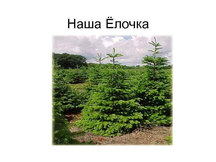 Наша елочка