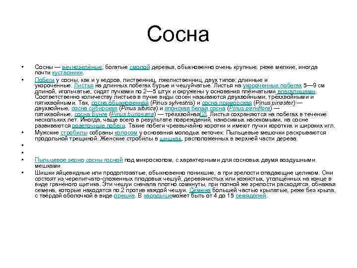 Сосна • • Сосны — вечнозелёные, богатые смолой деревья, обыкновенно очень крупные, реже мелкие,