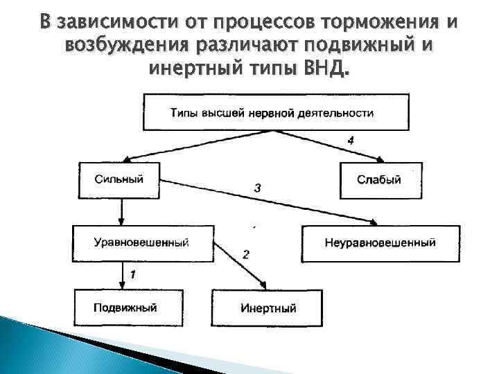 Тормозной тип нервной системы