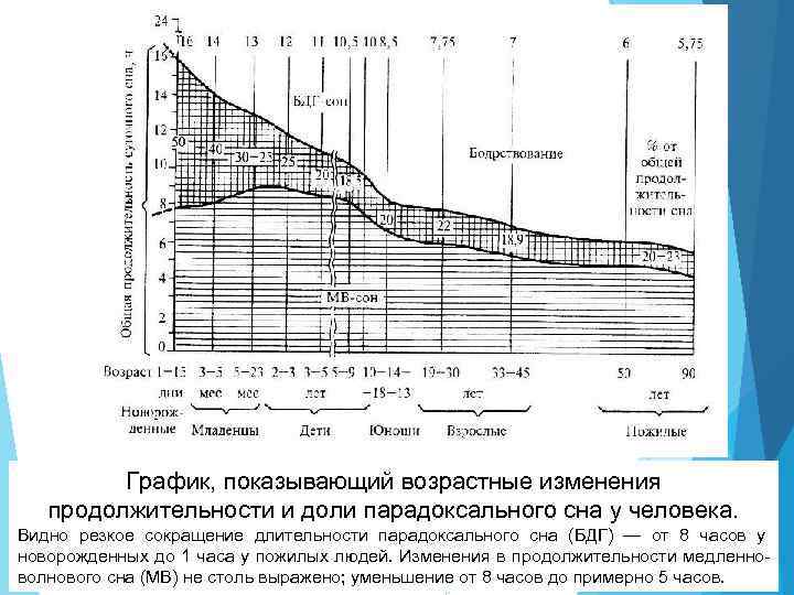График, показывающий возрастные изменения продолжительности и доли парадоксального сна у человека. Видно резкое сокращение