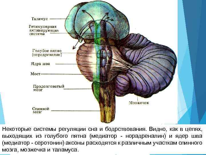 Некоторые системы регуляции сна и бодрствования. Видно, как в цепях, выходящих из голубого пятна