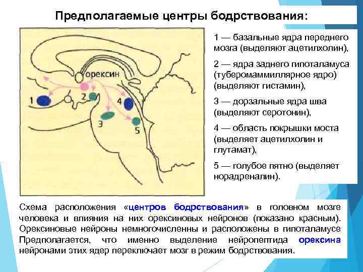 Энергетический блок мозга блок регуляции тонуса и бодрствования презентация