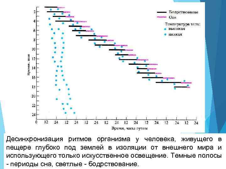 Десинхронизация ритмов организма у человека, живущего в пещере глубоко под землей в изоляции от
