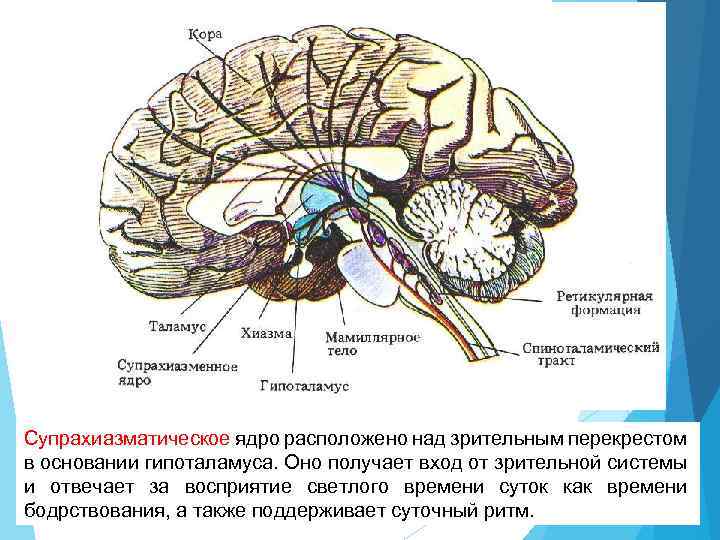 Физиология сна картинки