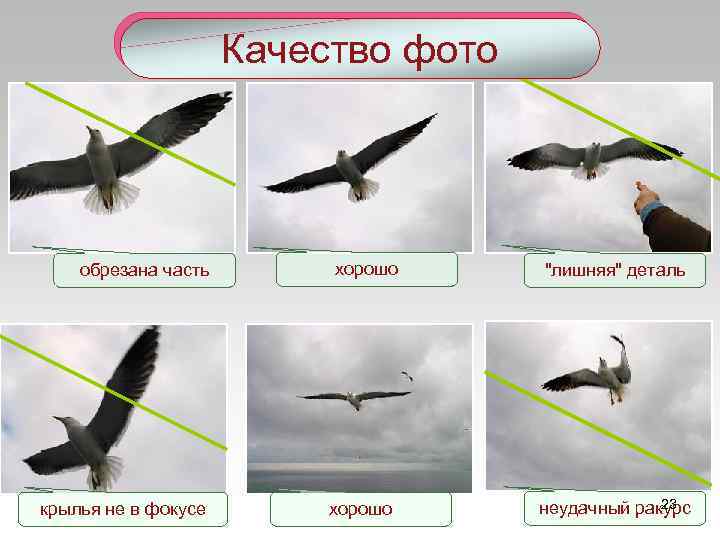 Качество фото обрезана часть крылья не в фокусе хорошо "лишняя" деталь 23 неудачный ракурс