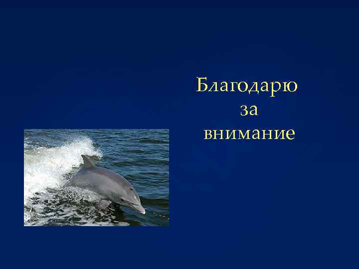 Благодарю за внимание 