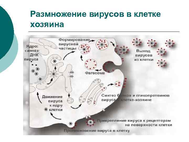 Размножение вирусов в клетке хозяина 