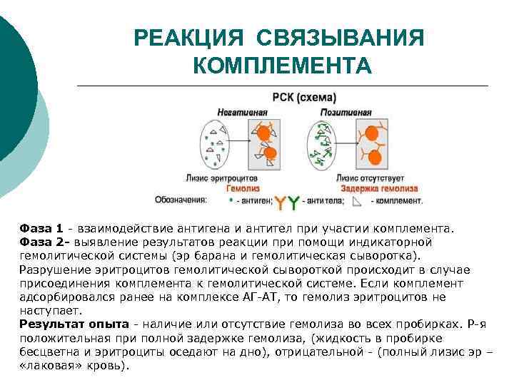 Схема постановки реакции связывания комплемента