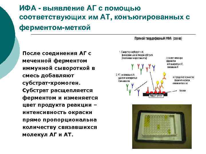 ИФА - выявление АГ с помощью соответствующих им АТ, конъюгированных с ферментом-меткой После соединения