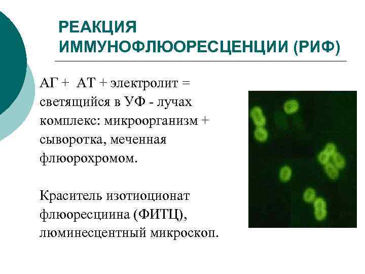 Реакция иммунофлюоресценции презентация