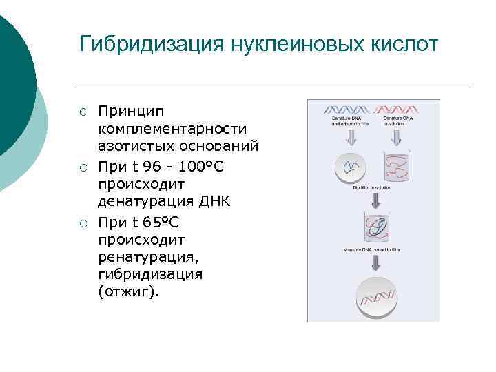 Гибридизация нуклеиновых кислот ¡ ¡ ¡ Принцип комплементарности азотистых оснований При t 96 100°C