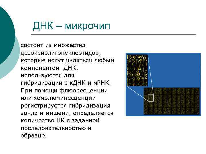 ДНК – микрочип состоит из множества дезоксиолигонуклеотидов, которые могут являться любым компонентом ДНК, используются