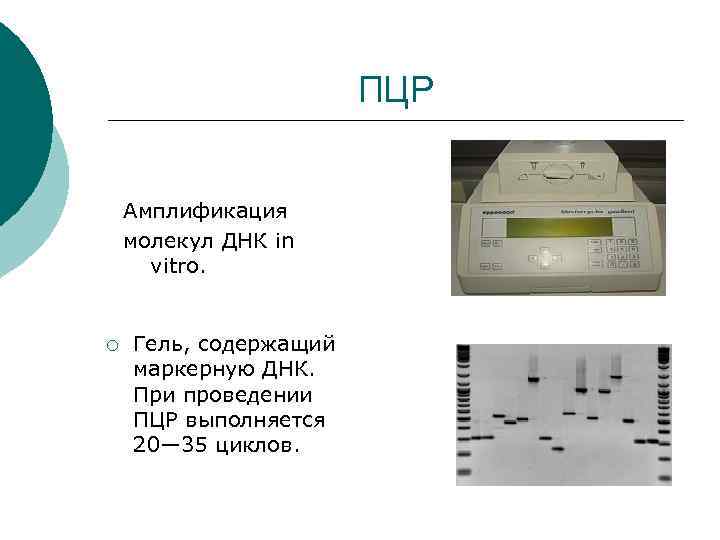 ПЦР Амплификация молекул ДНК in vitro. ¡ Гель, содержащий маркерную ДНК. При проведении ПЦР