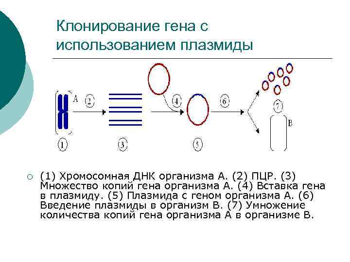 Клонирование гена картинки