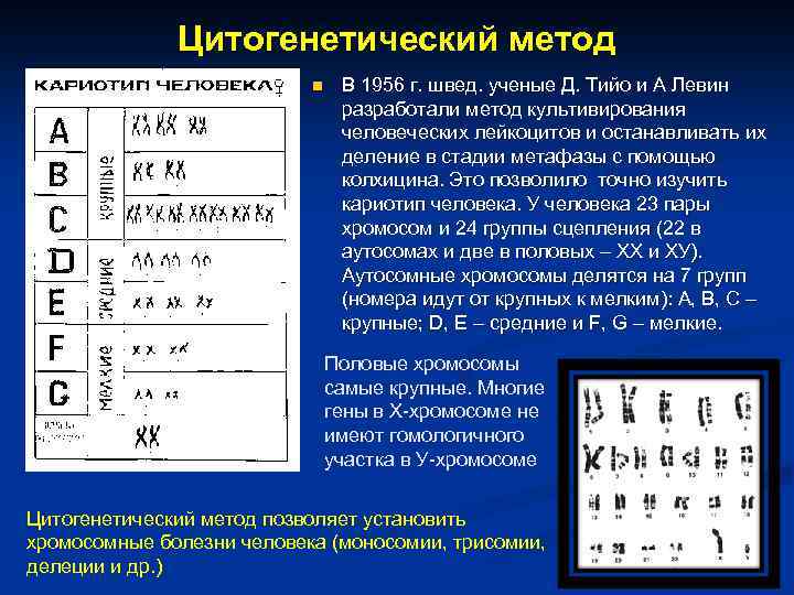 Цитогенетический метод n В 1956 г. швед. ученые Д. Тийо и А Левин разработали