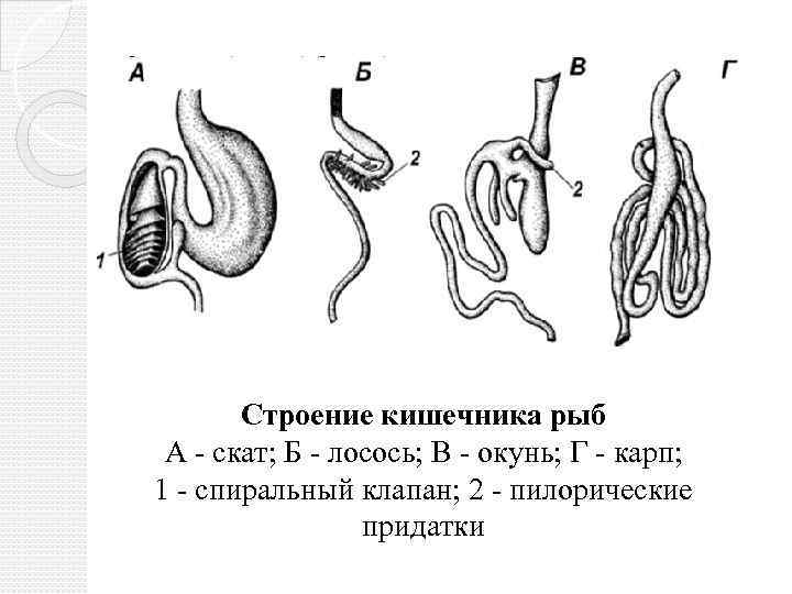 Строение кишечника рыб А - скат; Б - лосось; В - окунь; Г -