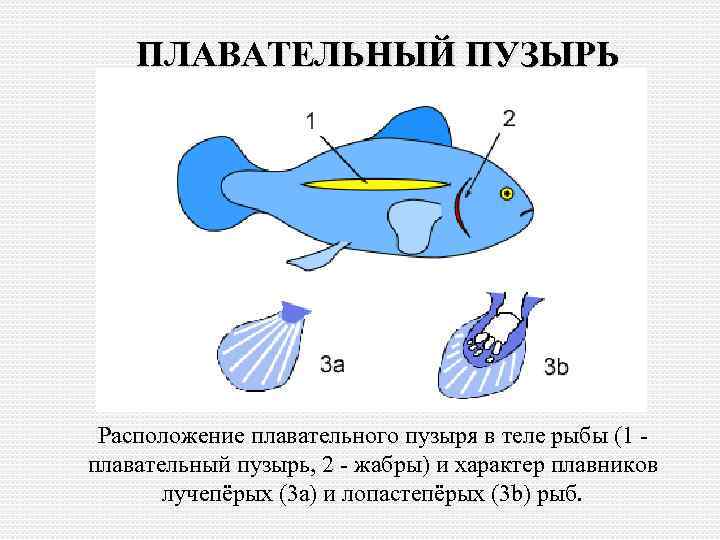 ПЛАВАТЕЛЬНЫЙ ПУЗЫРЬ Расположение плавательного пузыря в теле рыбы (1 плавательный пузырь, 2 - жабры)