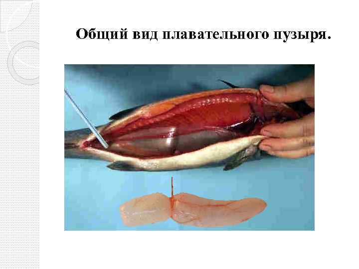 Общий вид плавательного пузыря. 