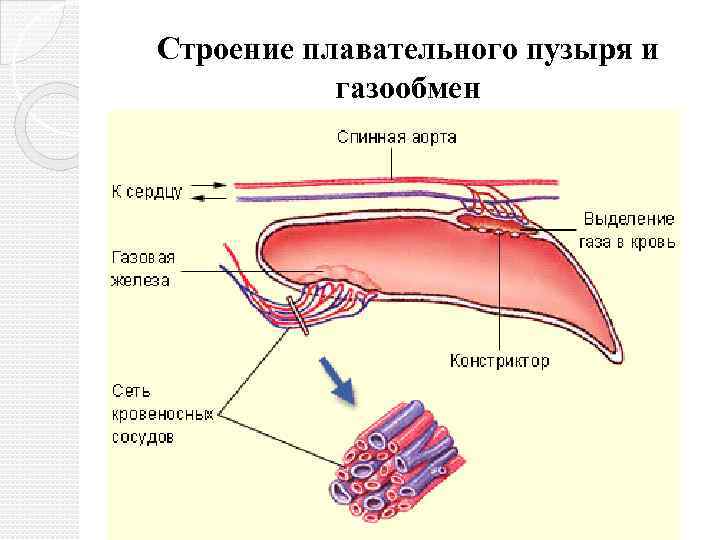 Строение плавательного пузыря и газообмен 