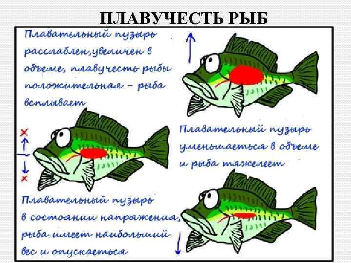 ПЛАВУЧЕСТЬ РЫБ 