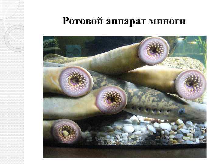 Ротовой аппарат миноги 