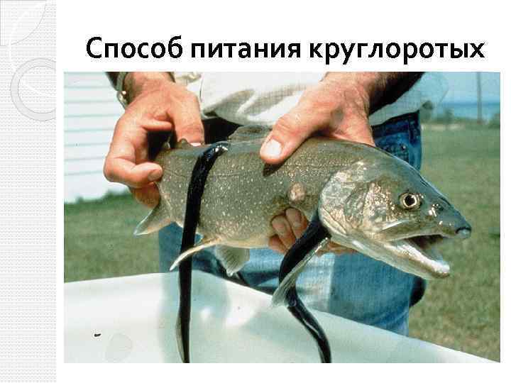 Способ питания круглоротых 