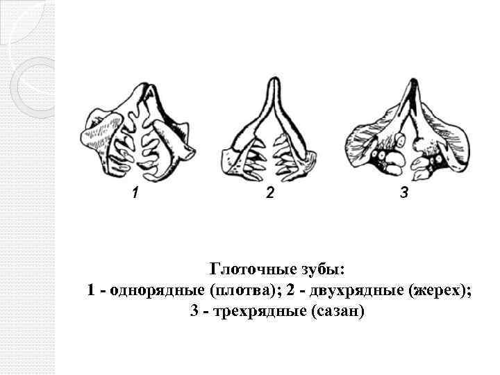 Глоточные зубы: 1 - однорядные (плотва); 2 - двухрядные (жерех); 3 - трехрядные (сазан)