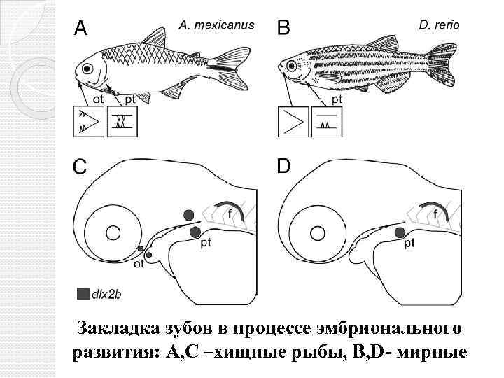 Закладка зубов в процессе эмбрионального развития: А, С –хищные рыбы, В, D- мирные 