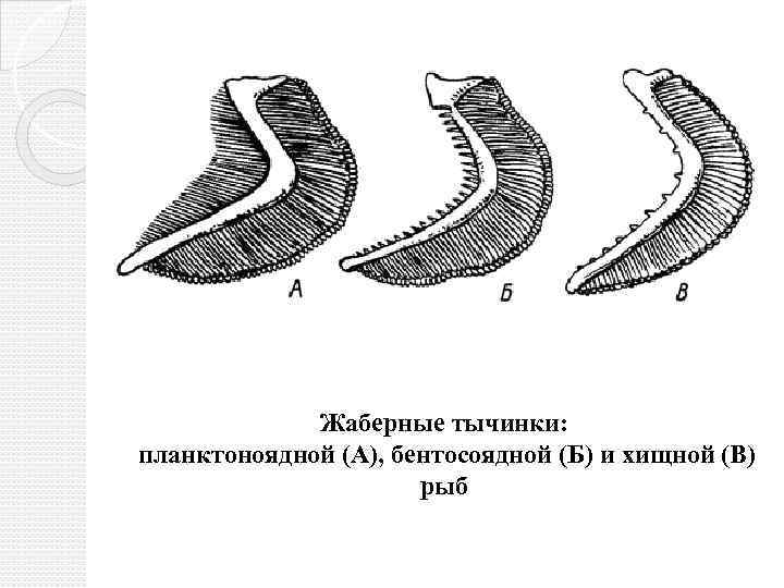 Жаберные тычинки: планктоноядной (А), бентосоядной (Б) и хищной (В) рыб 