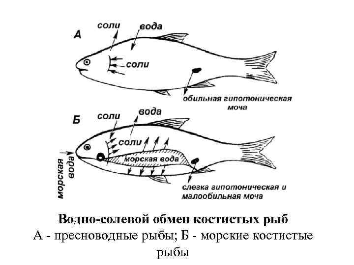 Водно-солевой обмен костистых рыб А - пресноводные рыбы; Б - морские костистые рыбы 