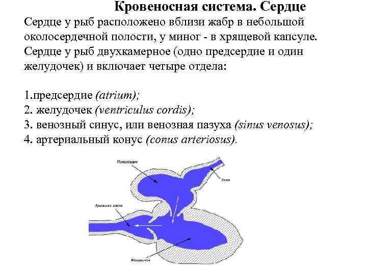  Кровеносная система. Сердце у рыб расположено вблизи жабр в небольшой околосердечной полости, у