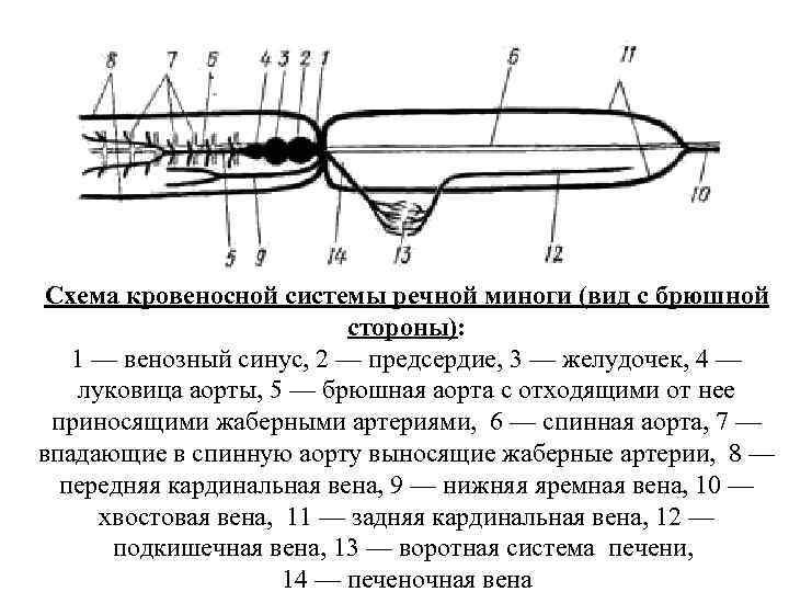 Схема кровеносной системы миноги в цвете