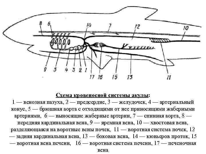 Схема кровеносной системы акулы: 1 — венозная пазуха, 2 — предсердие, 3 — желудочек,