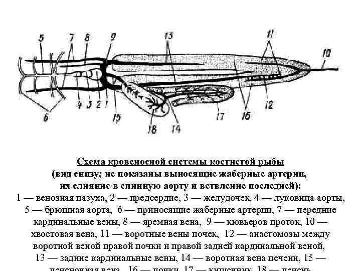 Схема кровеносной системы миноги в цвете