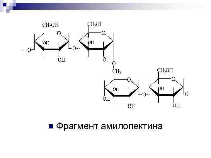 n Фрагмент амилопектина 