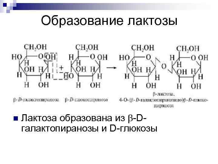 Образование лактозы n Лактоза образована из -Dгалактопиранозы и D-глюкозы 