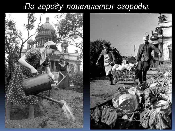 По городу появляются огороды. 