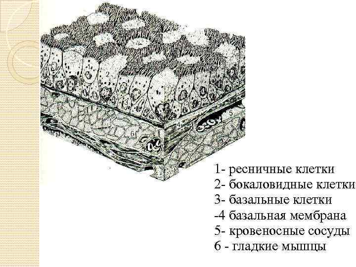 1 - ресничные клетки 2 - бокаловидные клетки 3 - базальные клетки -4 базальная