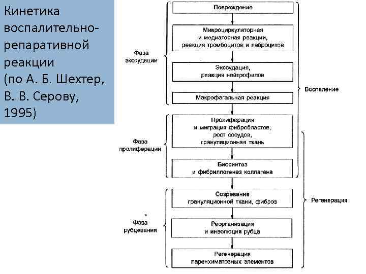Кинетика воспалительнорепаративной реакции (по А. Б. Шехтер, В. В. Серову, 1995) 