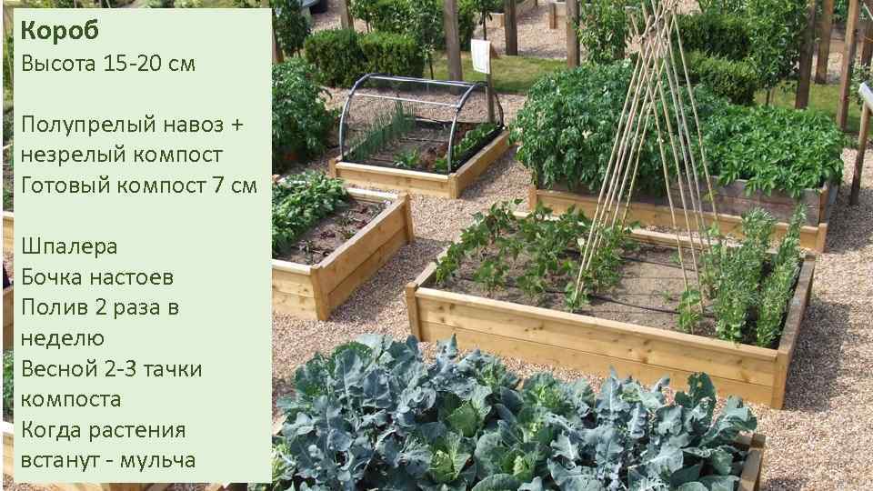 Короб Высота 15 -20 см Полупрелый навоз + незрелый компост Готовый компост 7 см
