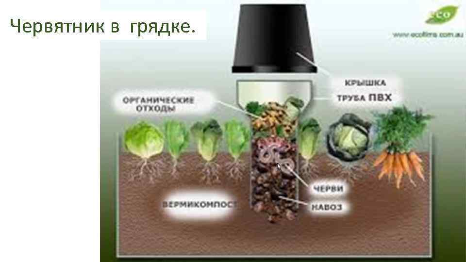 Червятник в грядке. 