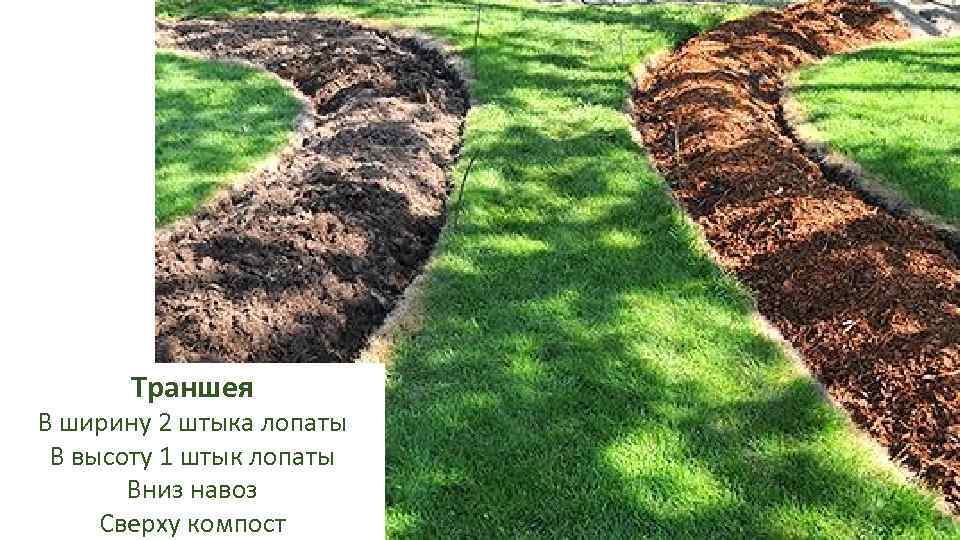 Траншея В ширину 2 штыка лопаты В высоту 1 штык лопаты Вниз навоз Сверху