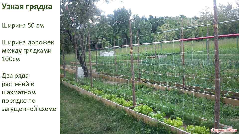 Узкая грядка Ширина 50 см Ширина дорожек между грядками 100 см Два ряда растений