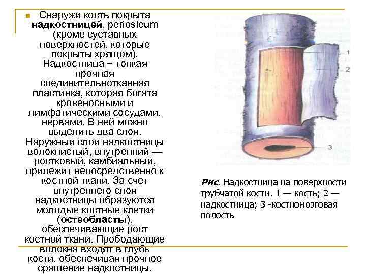 Снаружи покрыто. Кость покрыта надкостницей. Снаружи кости покрыты надкостницей. Кость снаружи покрыта. Снаружи кости надкостница.