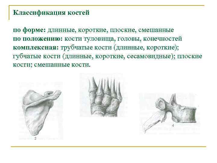 Классификация костей по форме: длинные, короткие, плоские, смешанные по положению: кости туловища, головы, конечностей